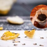 Con cosa mescolare i fondi di caffè per eliminare efficacemente le formiche dalla casa